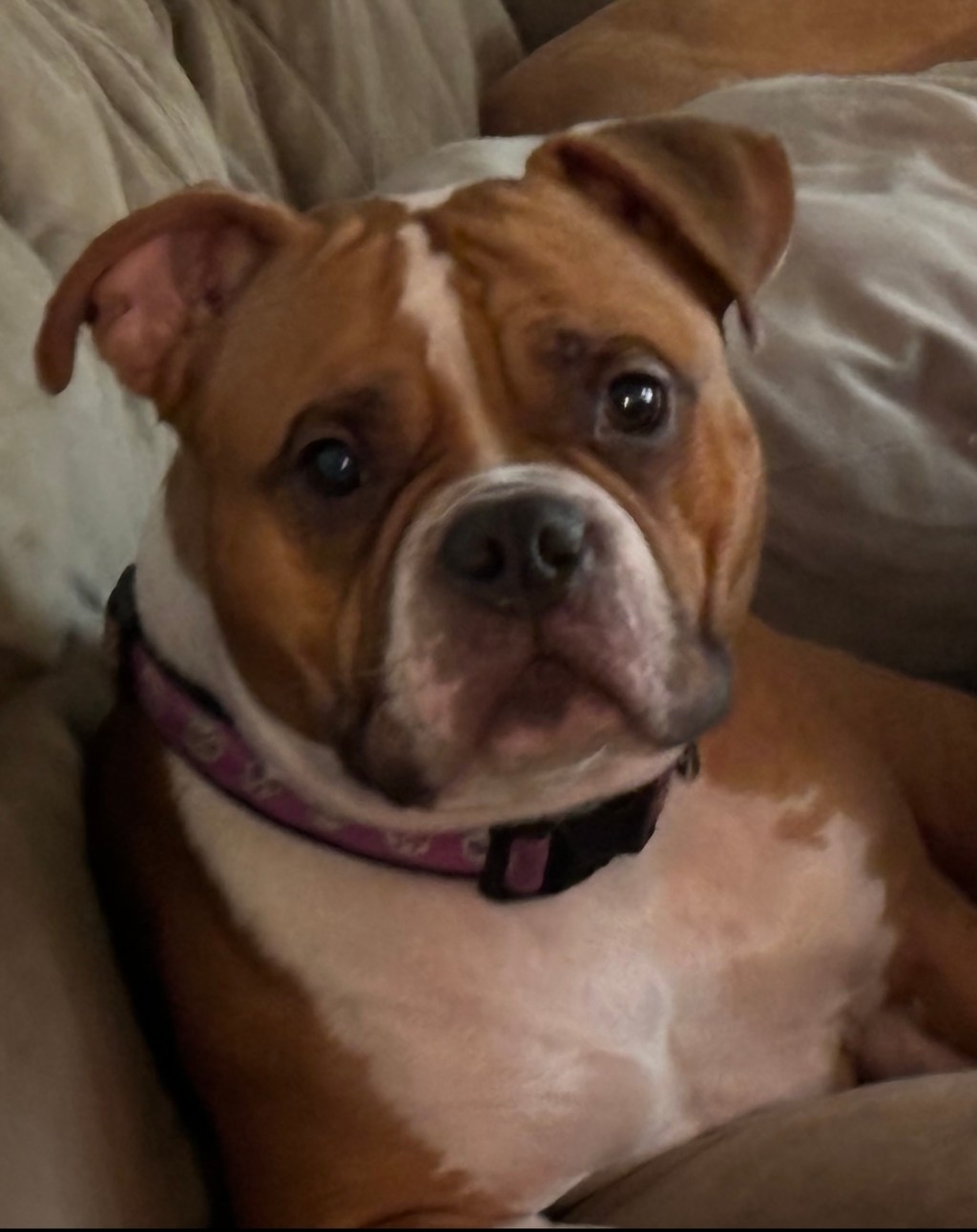 Meet Sophie: The Energetic Boxer-Pitbull Mix on a&nbsp;Mission!