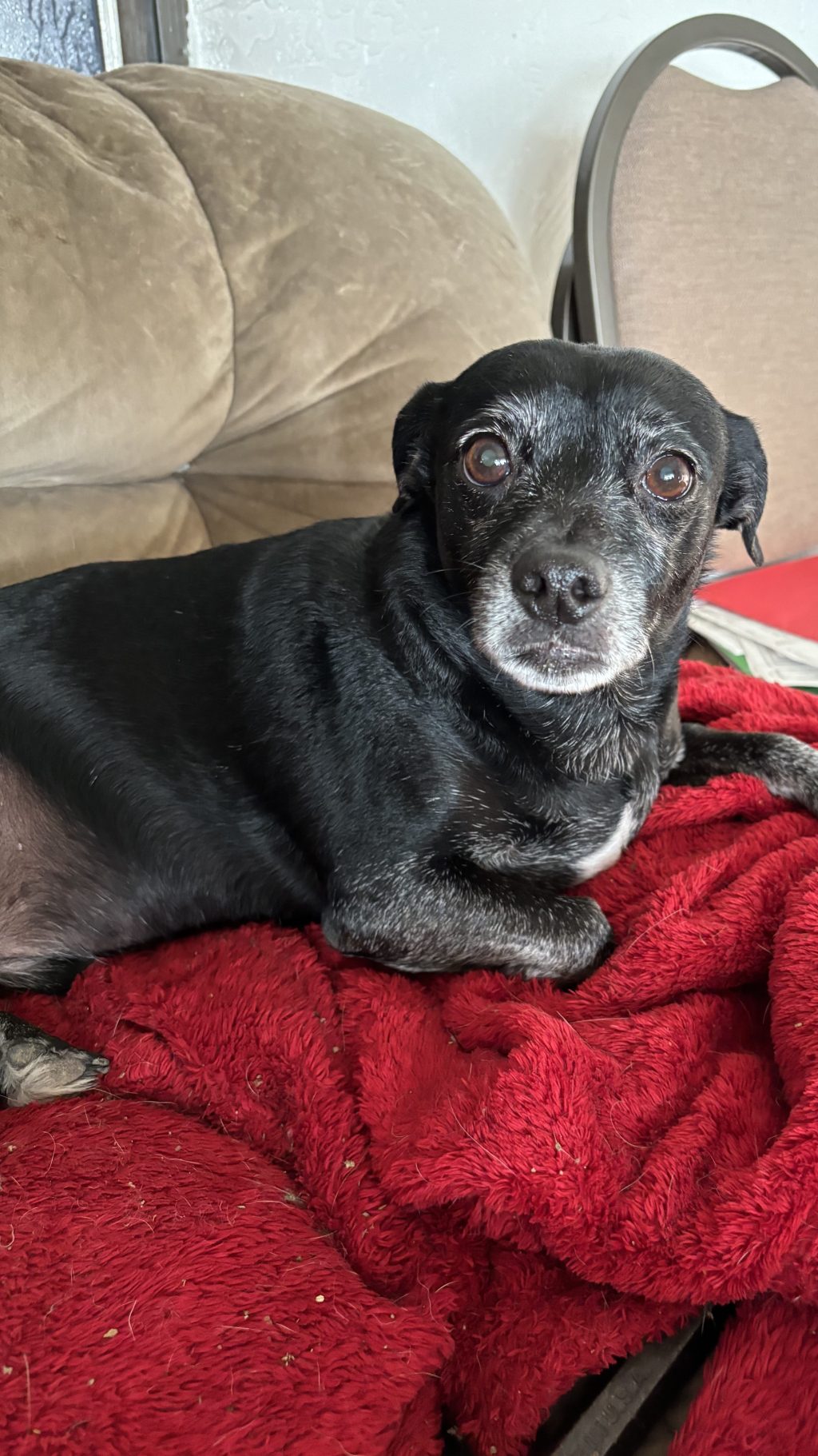 Sebastian’s Guide to Paw-some Dog Sitting: Things to Consider and Preparations to&nbsp;Make!