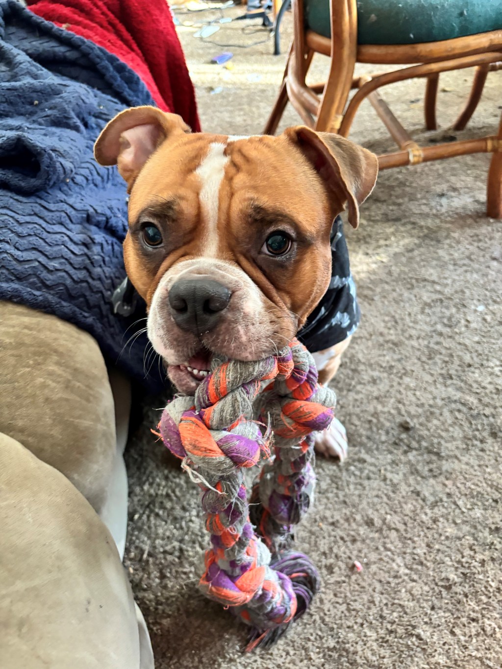 Sophie’s Toy Tales: Reviewing the Mammoth Flossy Chews 4-Knot Rope&nbsp;Toy!