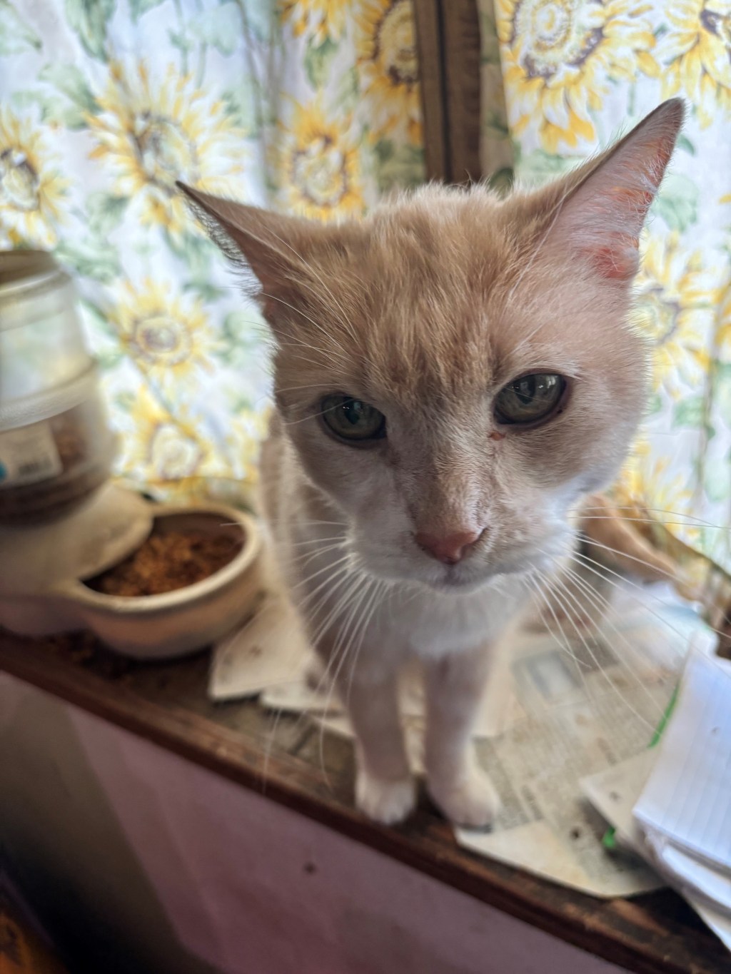 Coping with the Unthinkable: Tigger’s Wisdom for Navigating the Journey of&nbsp;Grief